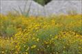 علف تلخ , Sneezeweed، bitter sneezeweed ،  fine-leaved sneezeweed ، bitter weed (در استرالیا)، Spani